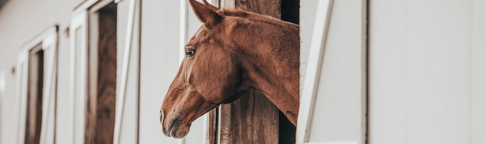 Why is there a lack of honesty when selling horses?